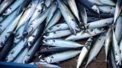 Tinned mackerel alternative expands amid skimpflation concerns