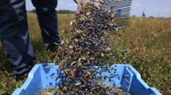 AI technology helps farmers decide optimal harvest times